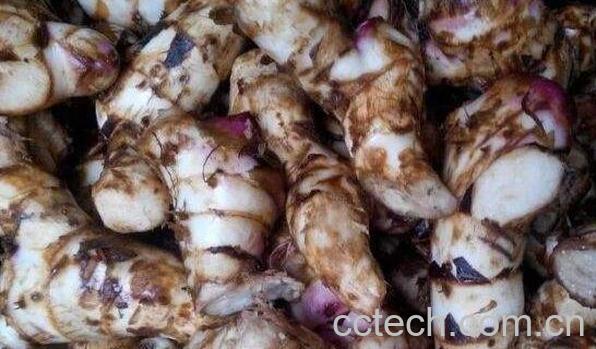 姜芋的功效和作用 姜芋的禁忌-0