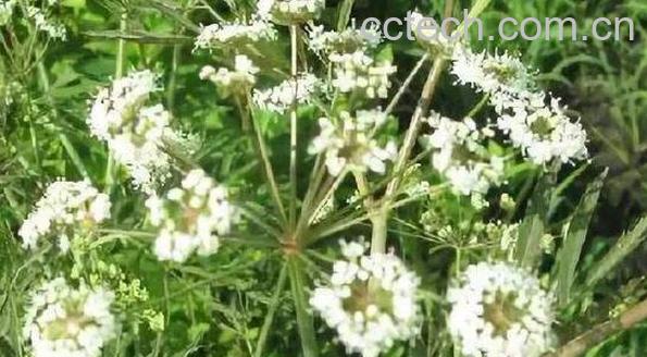 茴芹的功效与作用-1