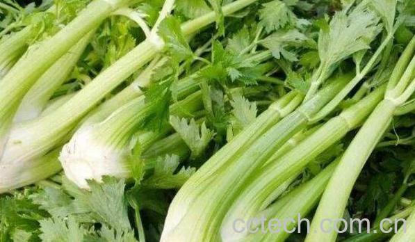 茴芹怎么吃 茴芹的吃法大全-1