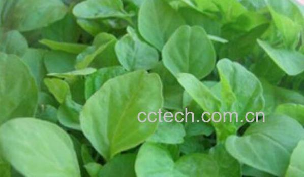 苋菜籽的功效与作用及药用价值-0