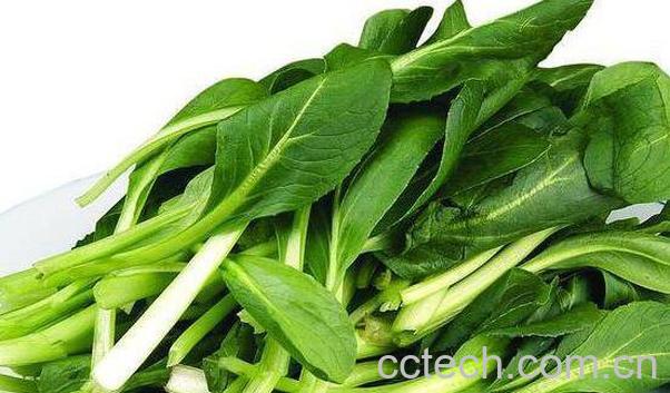 鸡毛菜怎么养殖 鸡毛菜的种植方法-0