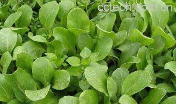 鸡毛菜怎么养殖 鸡毛菜的种植方法-1