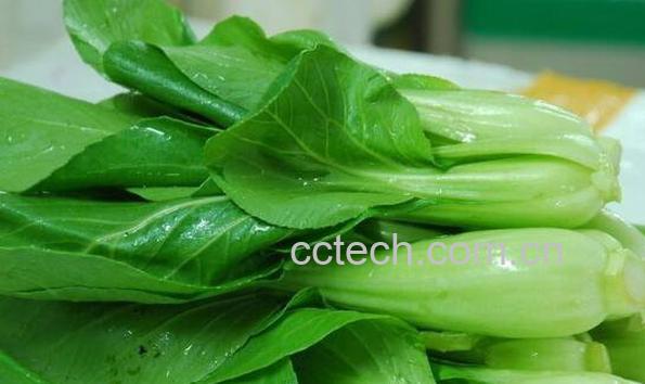 鸡毛菜的功效与作用及禁忌-1