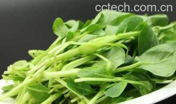 鸡毛菜的功效与作用及禁忌-0