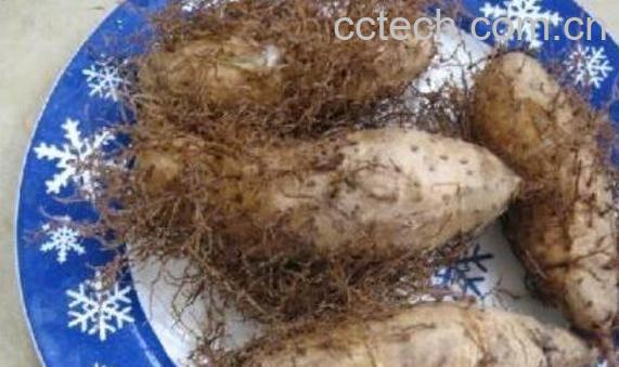 毛薯的功效与作用 毛薯的副作用-1