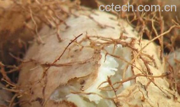 毛薯的功效与作用 毛薯的副作用-0