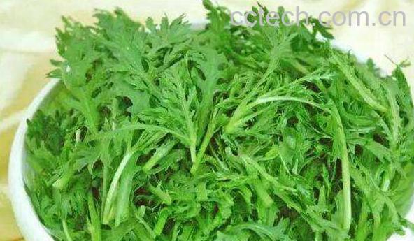 野菊花脑的功效与作用 菊花脑的副作用-0