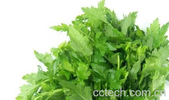 野菊花脑的功效与作用 菊花脑的副作用-1