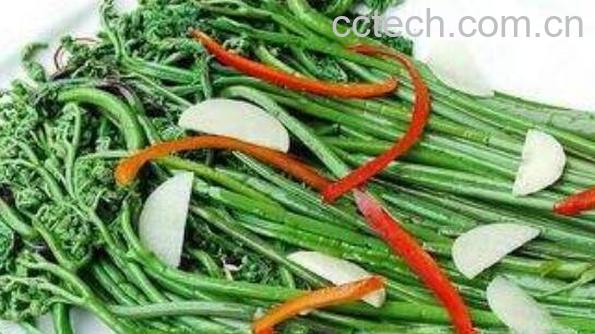 山蕨菜怎么储藏 山蕨菜的功效-0