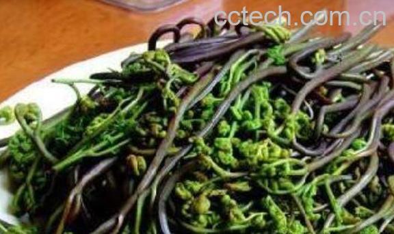 山蕨菜怎么做好吃 山蕨菜的食用方法-0