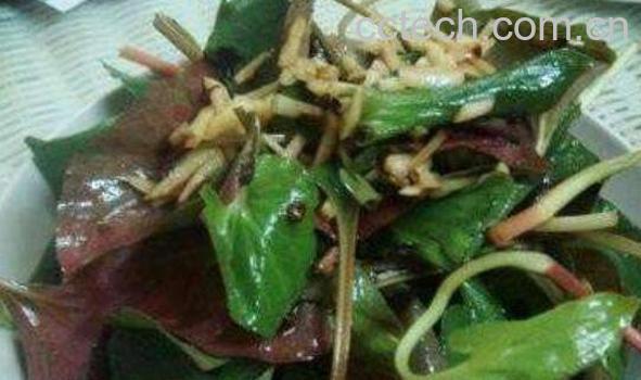 蕺菜怎么吃 蕺菜的食用方法-1