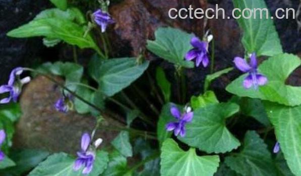 堇菜的功效与作用 堇菜的药用价值-0