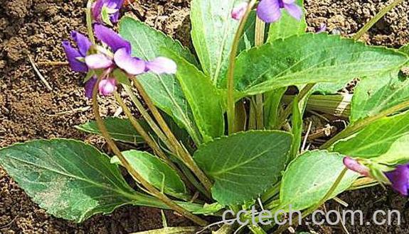 堇菜的功效与作用 堇菜的药用价值-1