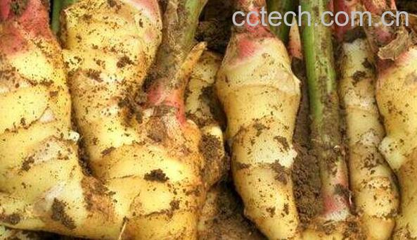 东材姜和普通姜的区别 东材姜的功效与作用-1