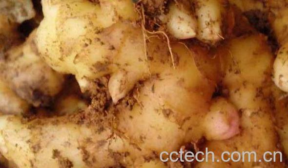 东材姜和普通姜的区别 东材姜的功效与作用-0