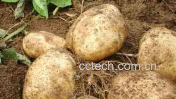 豆薯的作用与功效 豆薯的禁忌-1