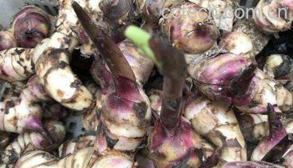 芭蕉芋的功效和作用有哪些-0