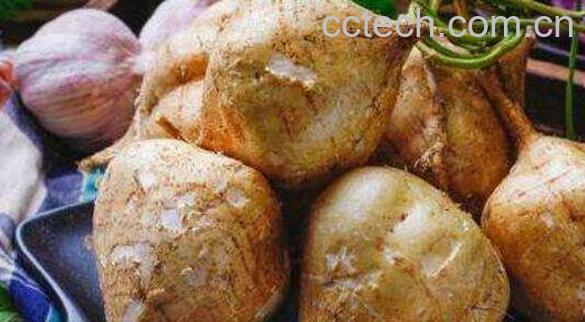 豆薯的作用与功效 豆薯的禁忌-0