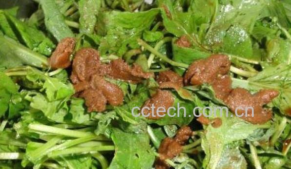 东北臭菜的功效与作用 东北臭菜的禁忌-0