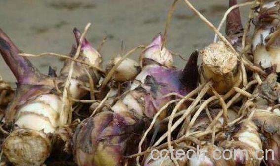 芭蕉芋的功效和作用有哪些-1