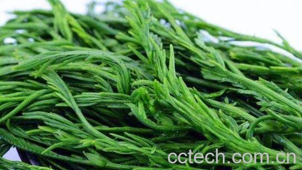 东北臭菜的功效与作用 东北臭菜的禁忌-1