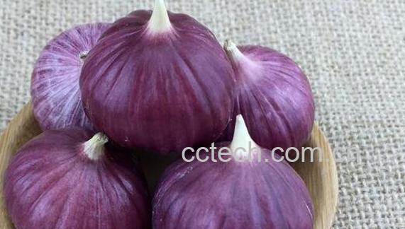 紫皮大蒜的功效与作用-1