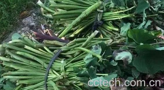 新鲜芋苗的功效与作用-0