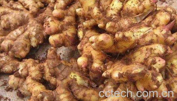 小黄姜跟普通姜的区别 小黄姜的禁忌-1