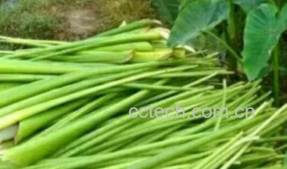 新鲜芋苗的功效与作用-1