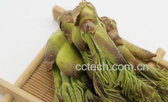 刺老芽的功效与作用 刺老芽的禁忌-0