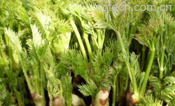 刺老芽的功效与作用 刺老芽的禁忌-1