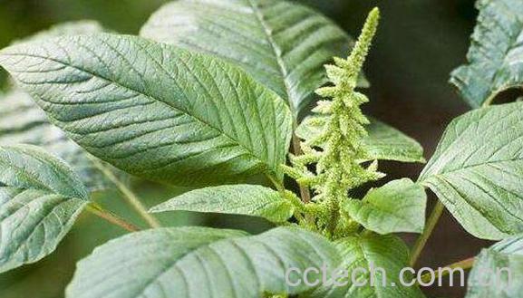 凹头苋与马齿苋的区别 吃凹头苋的好处-0