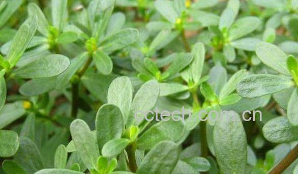 凹头苋与马齿苋的区别 吃凹头苋的好处-1