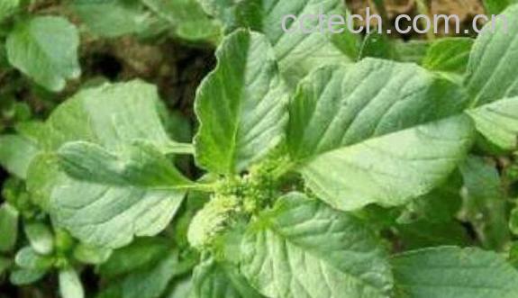 凹头苋怎么吃 凹头苋的食用方法-0