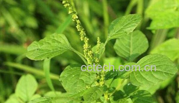 凹头苋怎么吃 凹头苋的食用方法-1