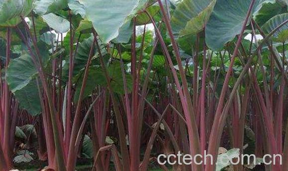 紫柄芋的作用与功效-0