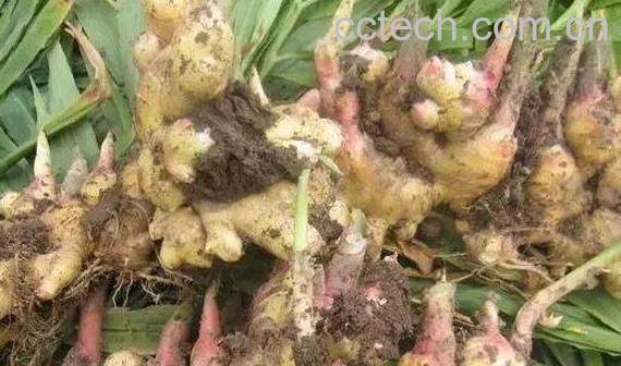 怀姜的功效与作用 怀姜的禁忌-1