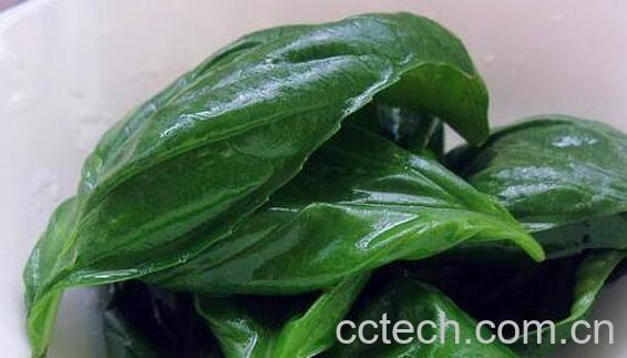 罗勒叶的功效与作用 罗勒叶的吃法-0