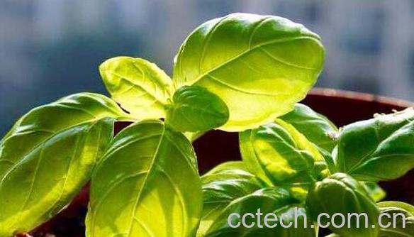 罗勒叶的功效与作用 罗勒叶的吃法-1