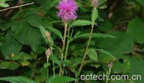 泥胡菜和大蓟的区别 大蓟的功效与作用-0