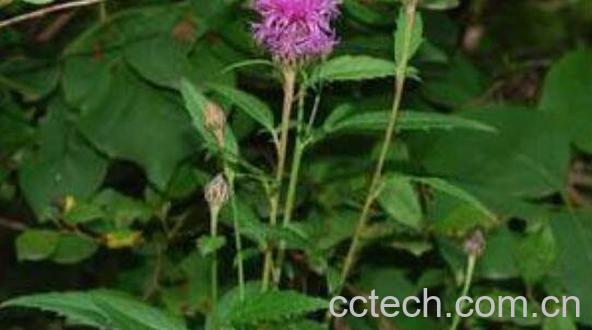 泥胡菜怎么吃 泥胡菜怎么做好吃-1