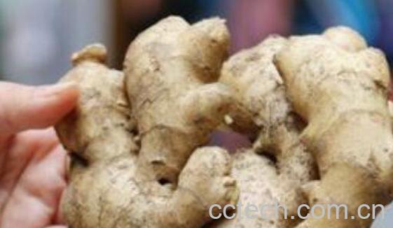 怎么区分怀姜和普通姜 怀姜和普通姜的区别-1
