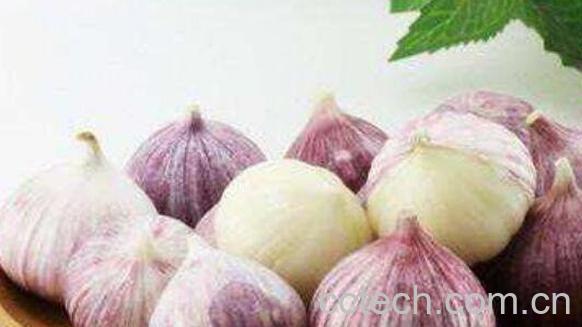 独头蒜的功效与作用-0