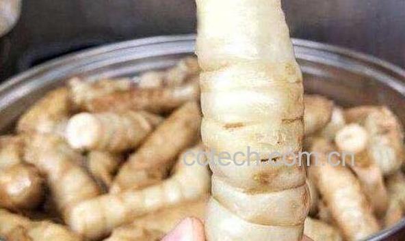 竹根薯的功效与作用 竹根薯的禁忌-0