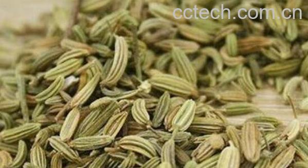 茴芹果的功效与作用-1