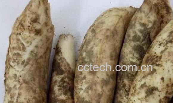 竹根薯的功效与作用 竹根薯的禁忌-1