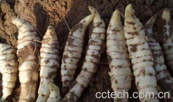 地藕的功效与作用 地藕的禁忌-0