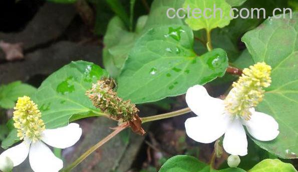 蕺菜的功效与作用 蕺菜的禁忌-0