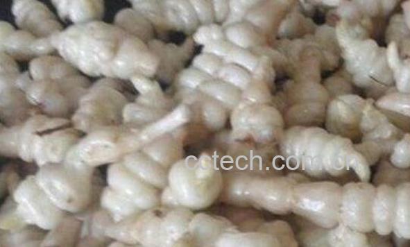 地藕的功效与作用 地藕的禁忌-1