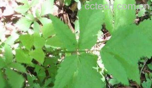 异叶茴芹的功效与作用-1